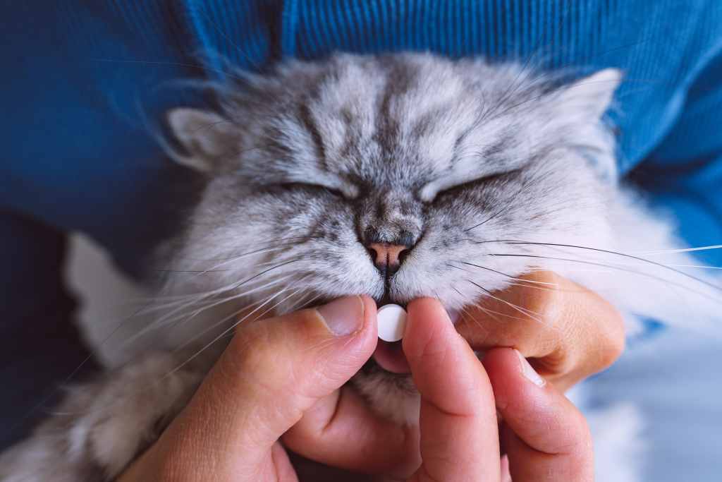 Pentingnya Kucing Peliharaan untuk Mengonsumsi Vitamin