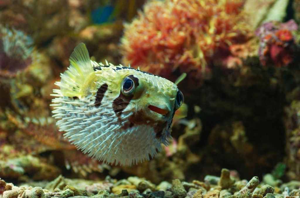 Berbagai Fakta Ikan Buntal yang Penting untuk Anda Tahu - DokterSehat