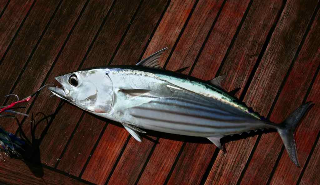 10 Manfaat Ikan Cakalang untuk Kesehatan