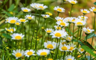 10 Manfaat Bunga Daisy, Baik untuk Kesehatan dan Kecantikan