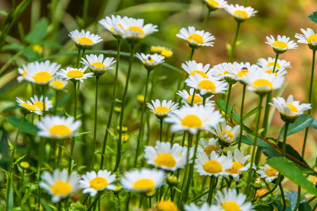 10 Manfaat Bunga Daisy, Baik untuk Kesehatan dan Kecantikan