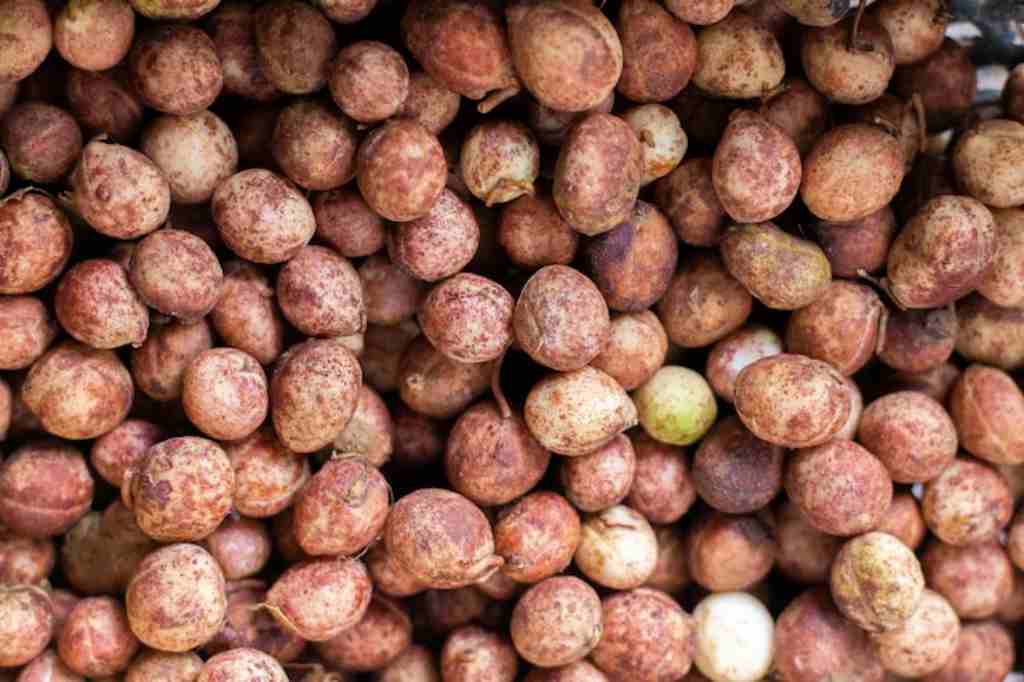 8 Manfaat Kacang Bogor bagi Kesehatan & Kandungan Nutrsinya