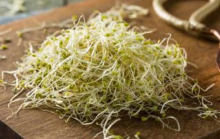 Menilik Beragam Manfaat Tanaman Alfalfa bagi Kesehatan