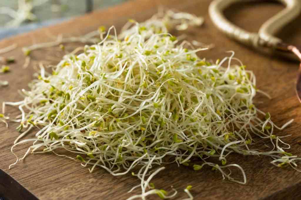 Menilik Beragam Manfaat Tanaman Alfalfa bagi Kesehatan